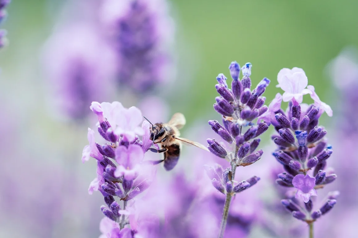 Biene auf Lavendelblüten